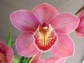 ΣΙΜΠΙΝΤΙΟΥΜ ΡΟΖ 80 εκ. CYMBIDIUM Tak ELLIOT ROGERS 80cm